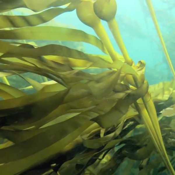 FSS Bull Kelp Bioferment PF SF