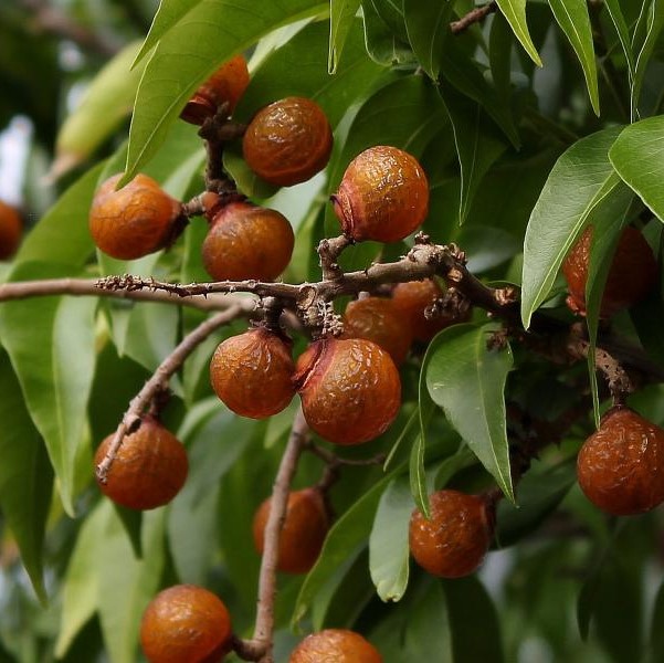 FSS Soapberry Saponins