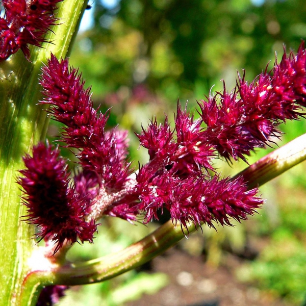 FSS Amaranthus Squalane