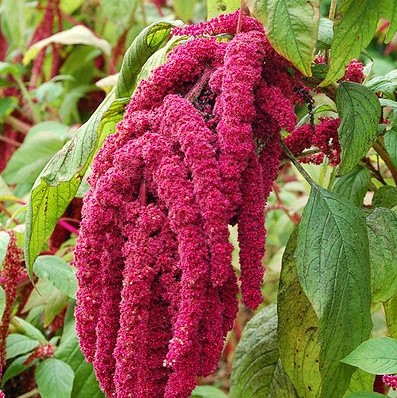 FSS Amaranthus Squalane