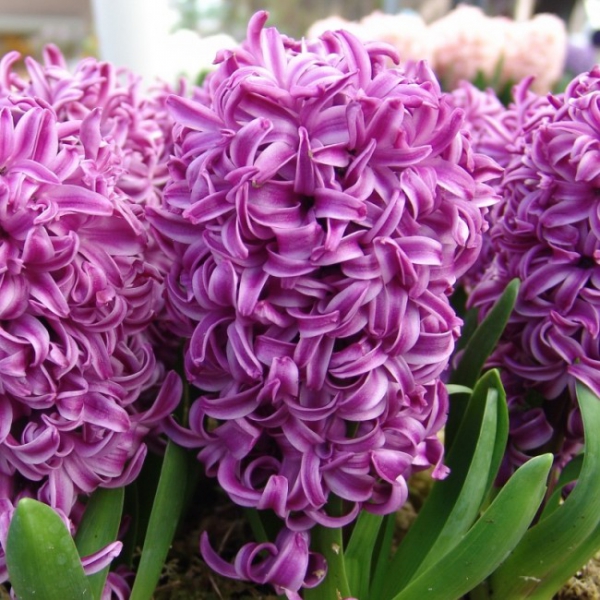 FSS Hyacinth Extract PF