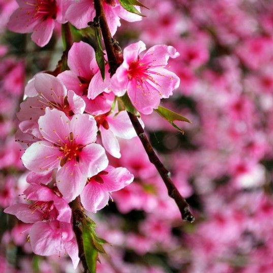 FSS Cherry Blossom Extract OS