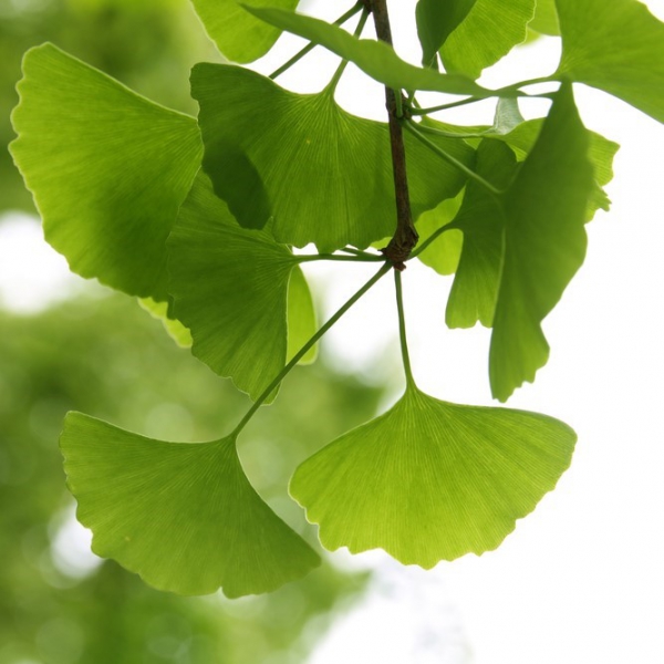 FSS Ginkgo Biloba Extract G