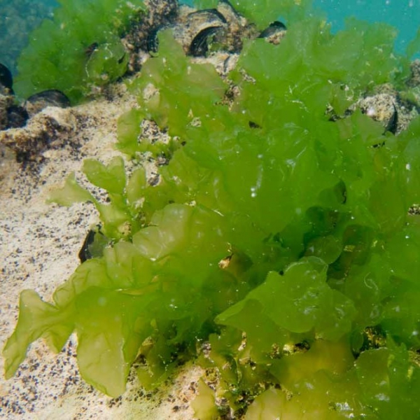 FSS Algae Extract G PF