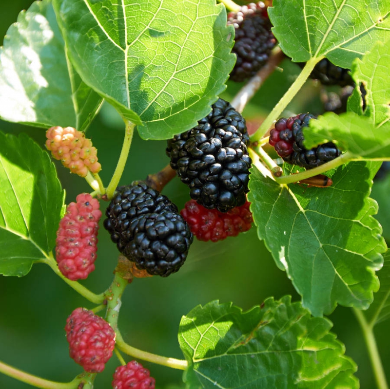 FSS Mulberry Extract G