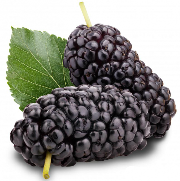 FSS Mulberry Extract G