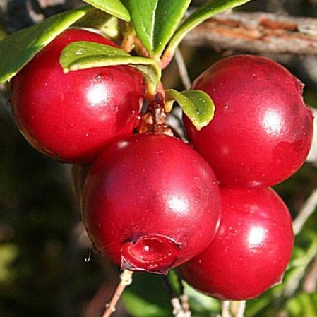 FSS Bearberry Extract G
