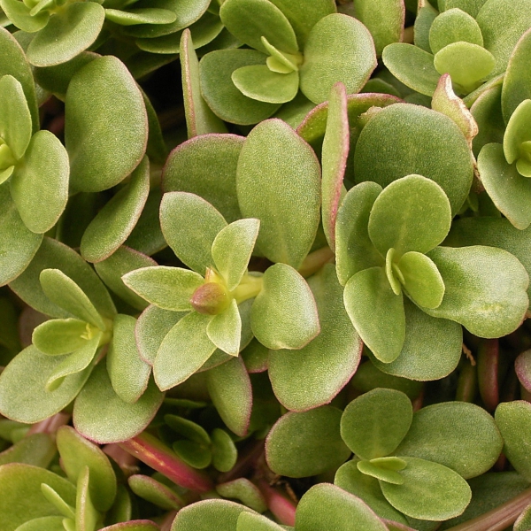 FSS Purslane Bioferment PF