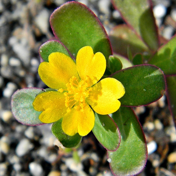 FSS Purslane Bioferment PF