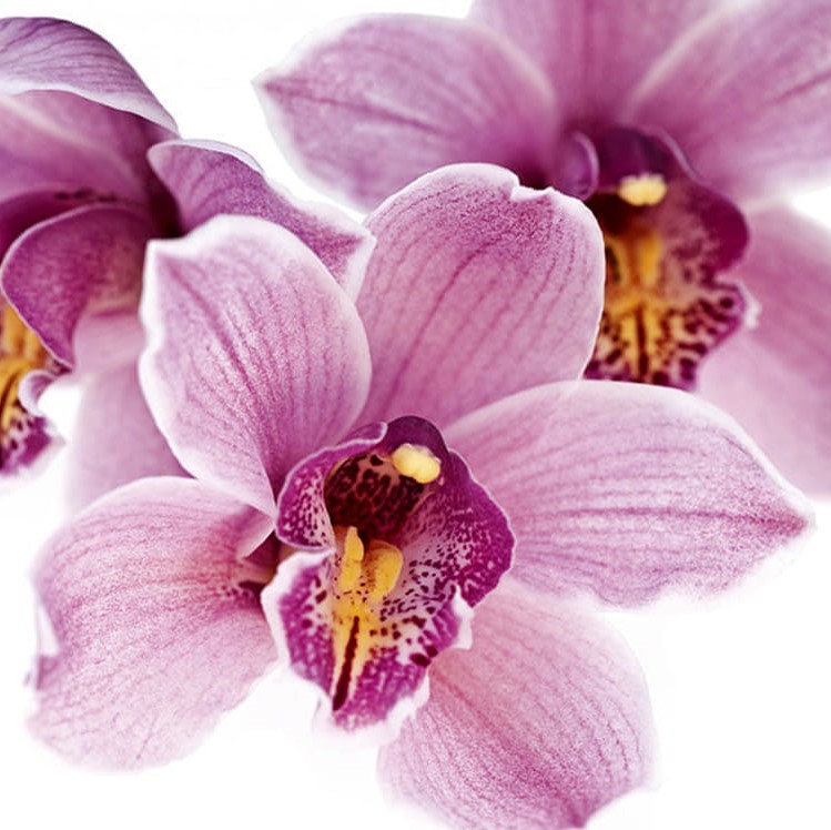 FSS Wild Orchid Extract