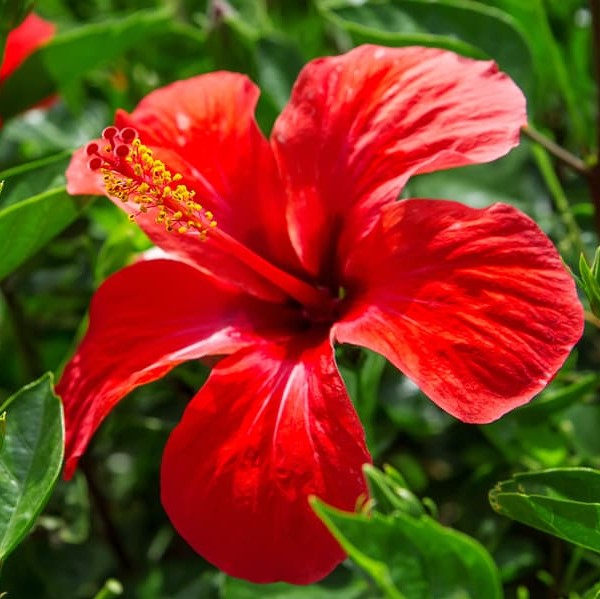 Hibiscus extract outlet