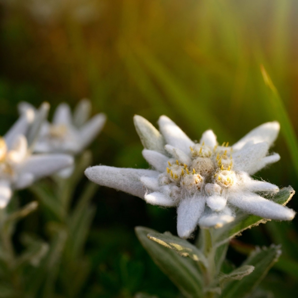 FSS Edelweiss Extract PF