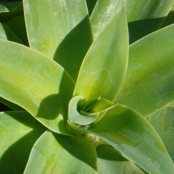 FSS Phyto-Biotics Agave