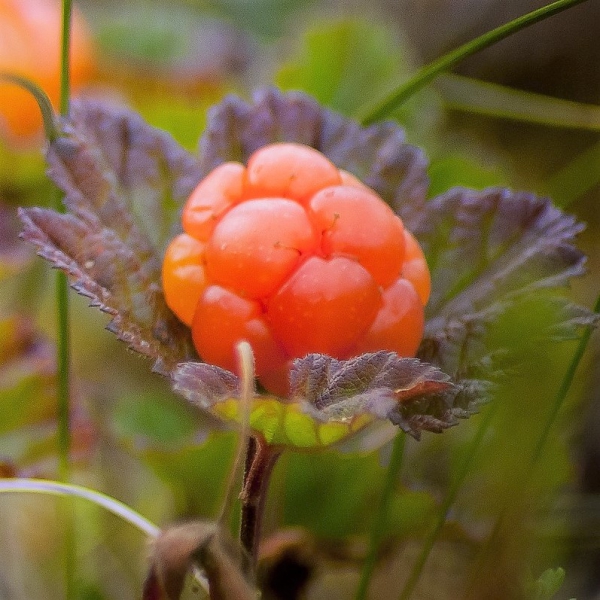 FSS Cloudberry Seed Oil