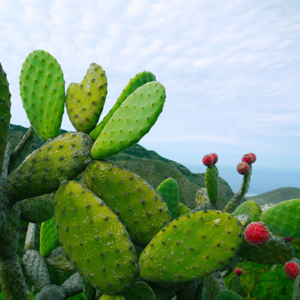 FSS Cactus Water SF