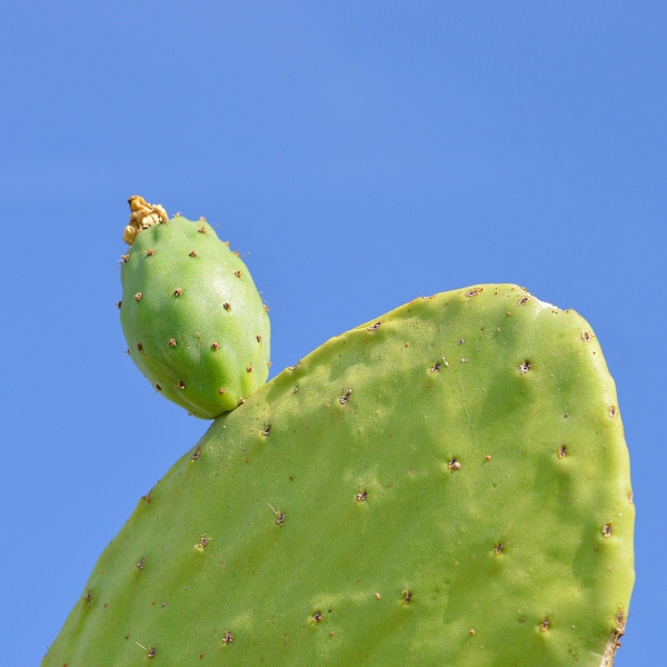 FSS Cactus Water SF