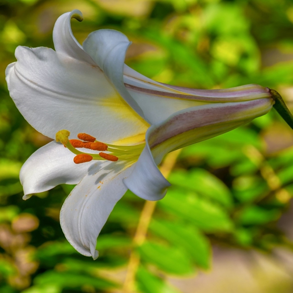 FSS White Lily Root Extract PF