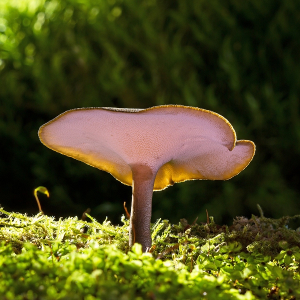 dr. allan spreen mushroom extract