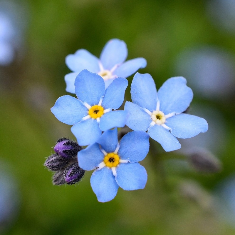 FSS Forget-Me-Not & Geranium Extract OS.