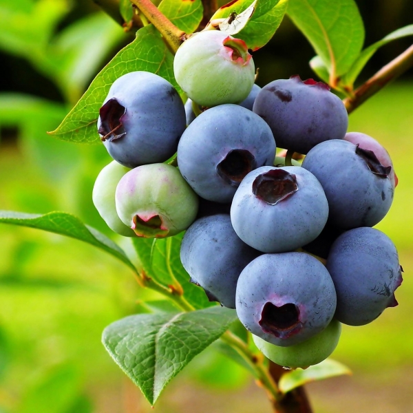 FSS Bilberry Extract G PF