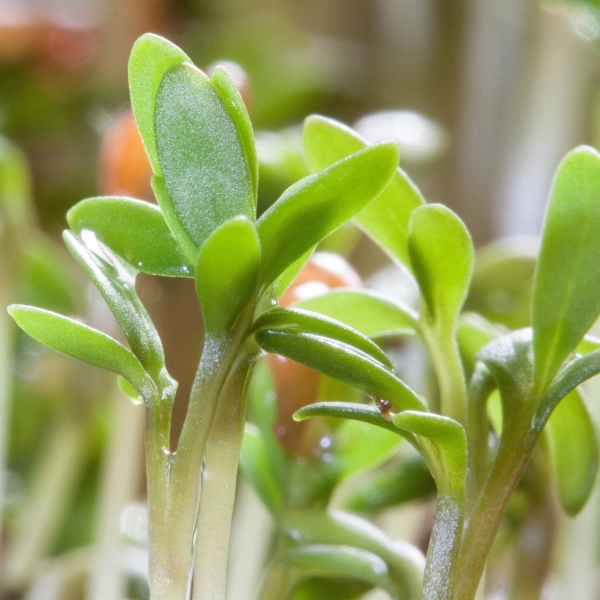 FSS Watercress Extract SF