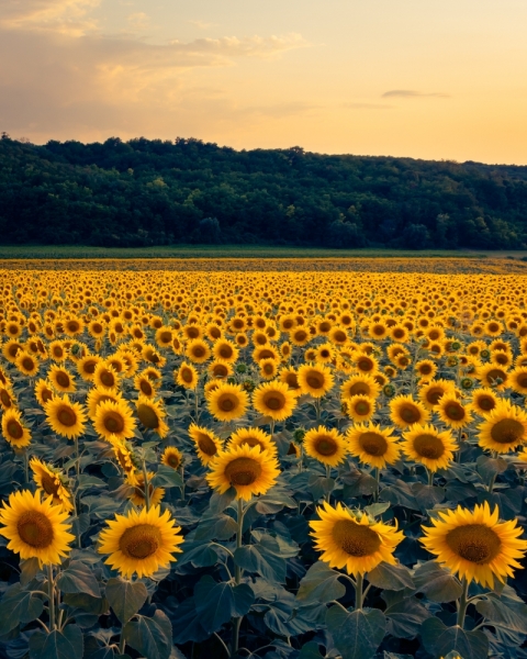 FSS Sunflower Extract G
