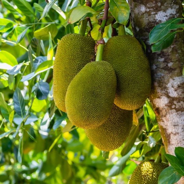 FSS Jackfruit Extract PF