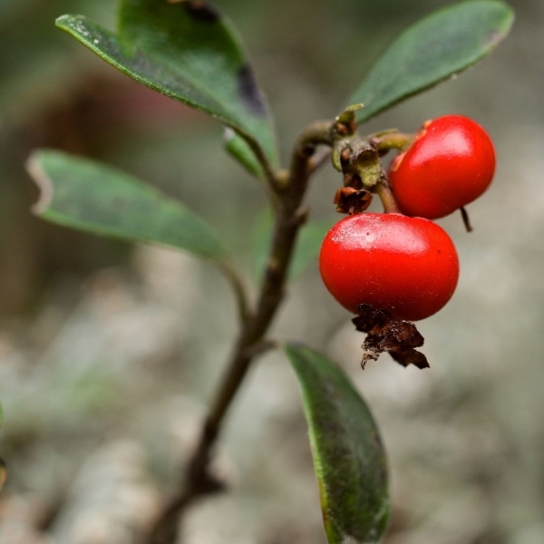 FSS Bearberry Extract SNO